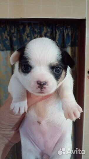 Щенки чихуахуа