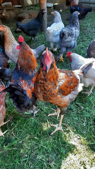 Молодые петушки