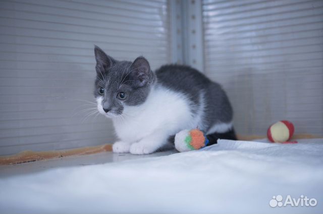 Ищет дом котенок Пуговка объявление продам