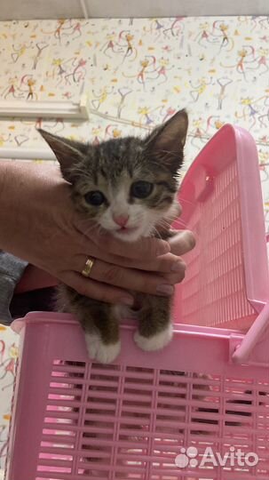 Кошка в дар