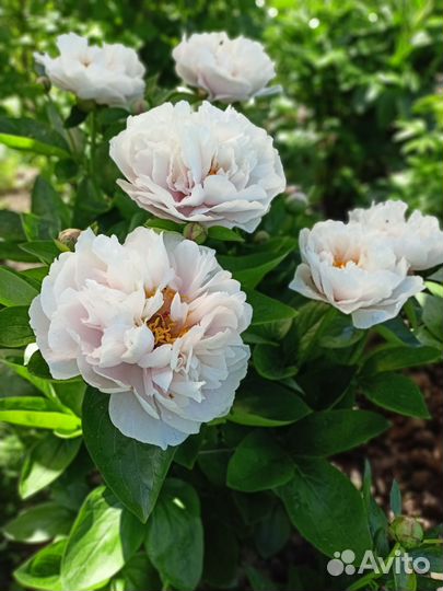 Корни пионов