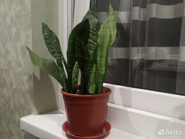 Сансевиерия