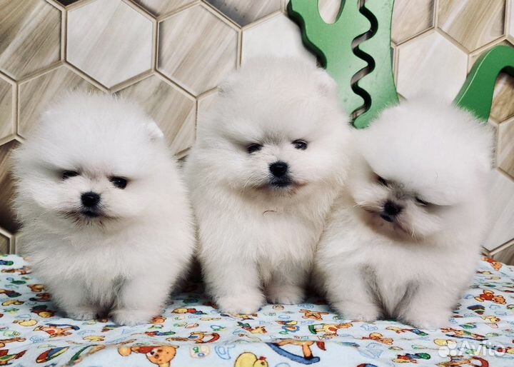 Щенки померанского шпица мини девочки