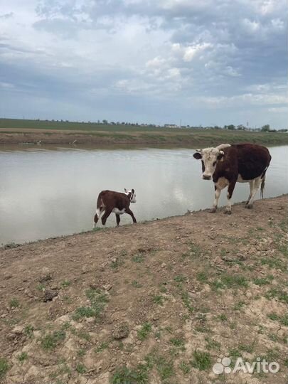 Коровы с телятами