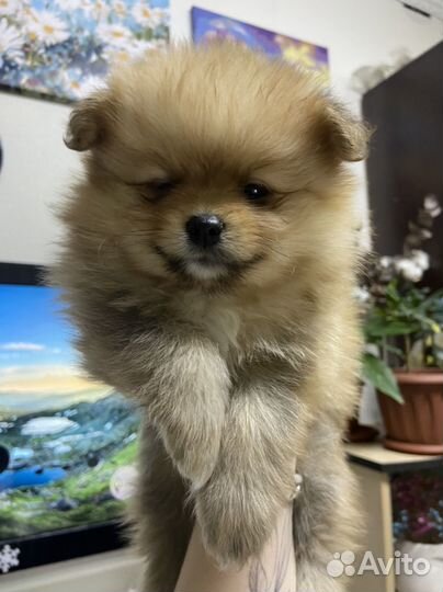 Щенки немецкого шпица