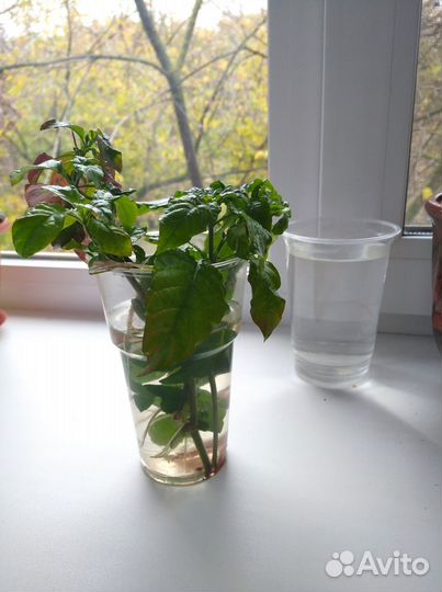 Комнатные цветы кроссандра