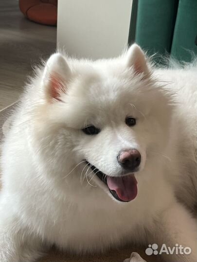 Аренда самоеда для фотосессии