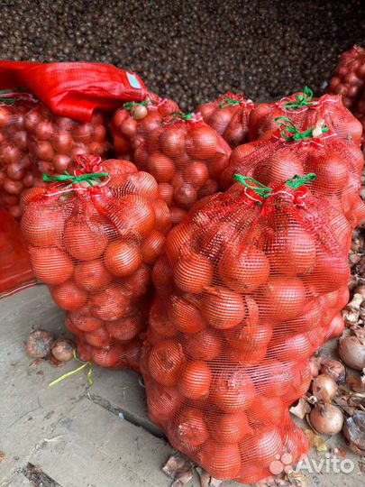 Лук репчатый оптом