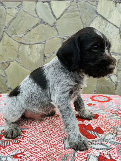 Щенки породы немецкий Дратхаар свободны 2 кобеля