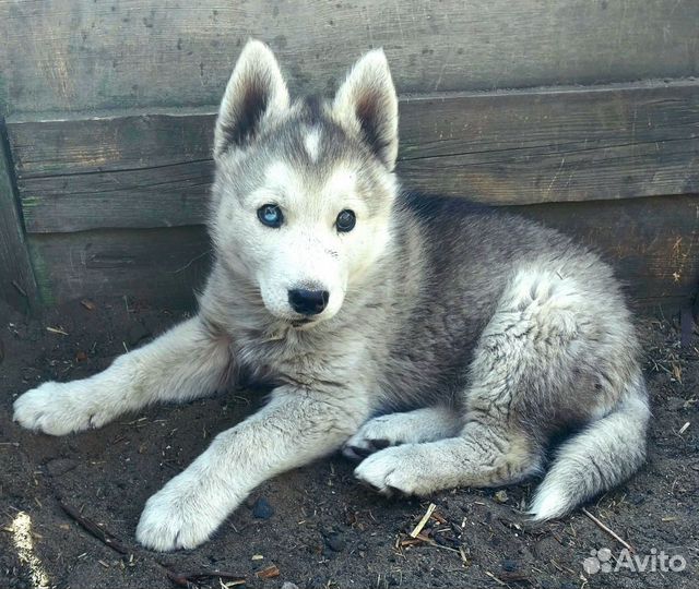 Щенки сибирской хаски