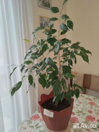 Фикус бенджамина