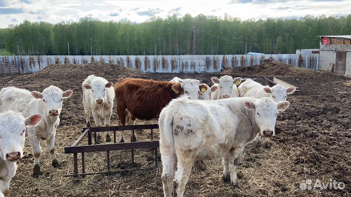 Телки на племя