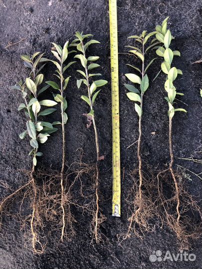 Сеянцы барбариса Тунберга, бирючины