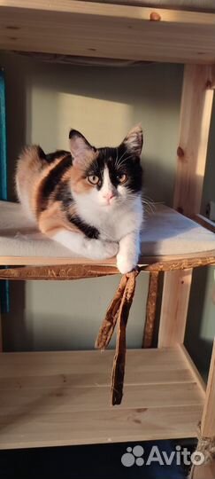 Котенок Аза