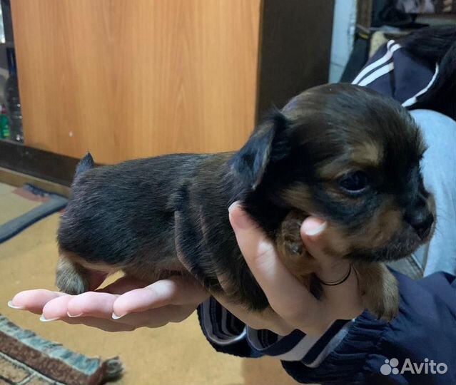 Той терьер миник