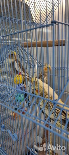 Корелла молодые