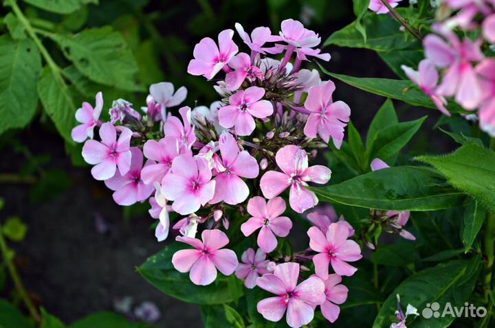 Продам флоксы