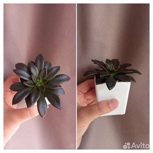 Взрослые суккуленты