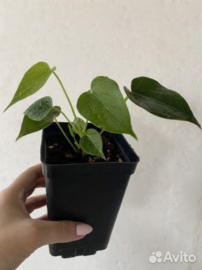 Антуриум ванилла