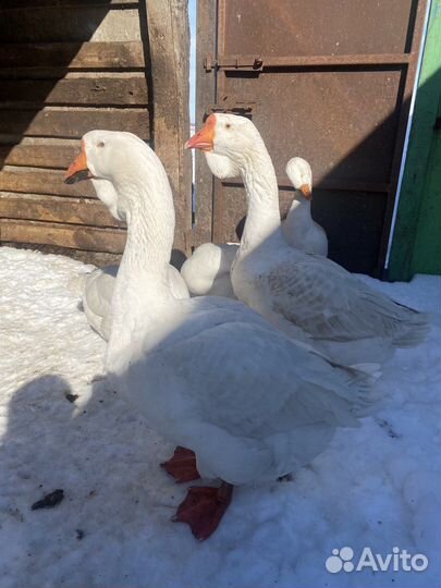 Гуси холмогорские