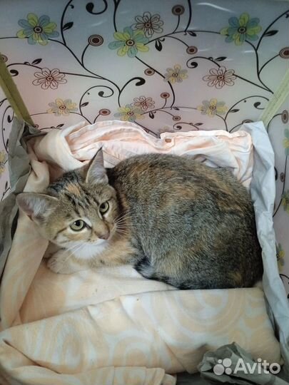 В добрые руки