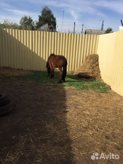 Навоз конский, в чистом виде