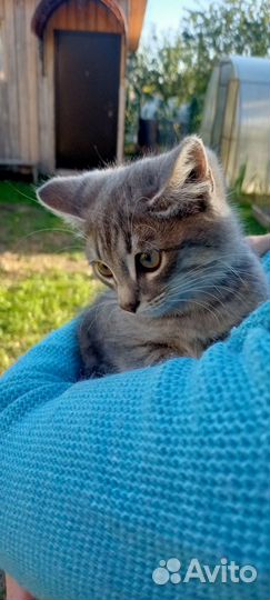 Кошка и 4 котенка-малыша очень ждут добрый руки