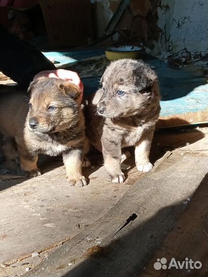 Щенки