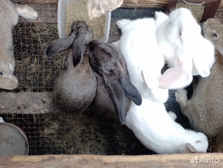 Кролик,Фландр