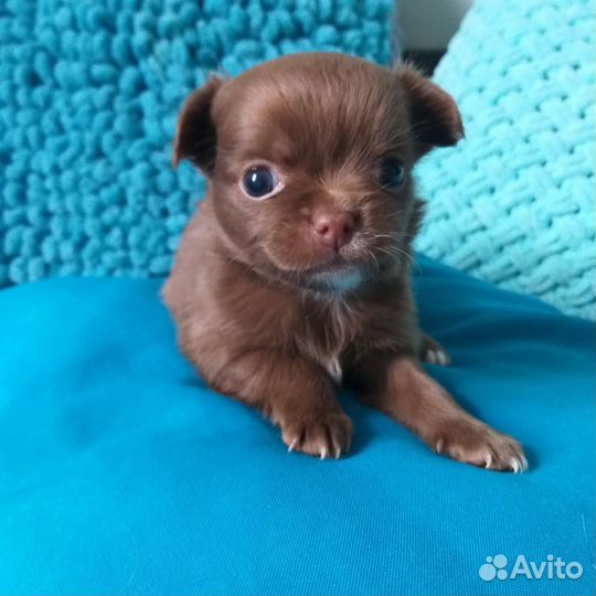 Очаровательные детки д.ш