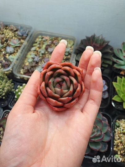 Урок суккуленты для начинающих