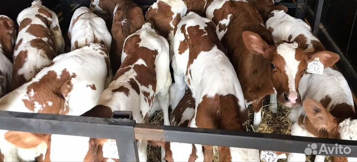 Телята симменталы