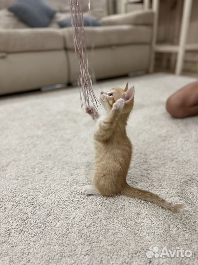 Котенок в добрые руки