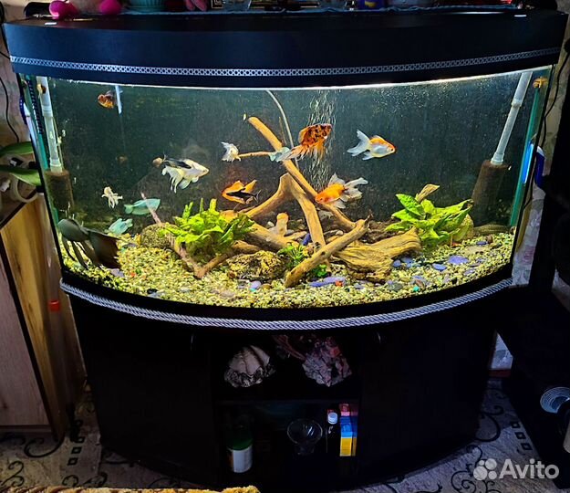 Аквариум