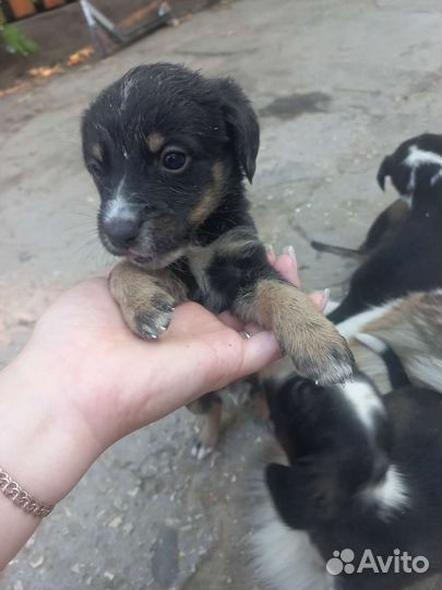 Щенки бесплатно
