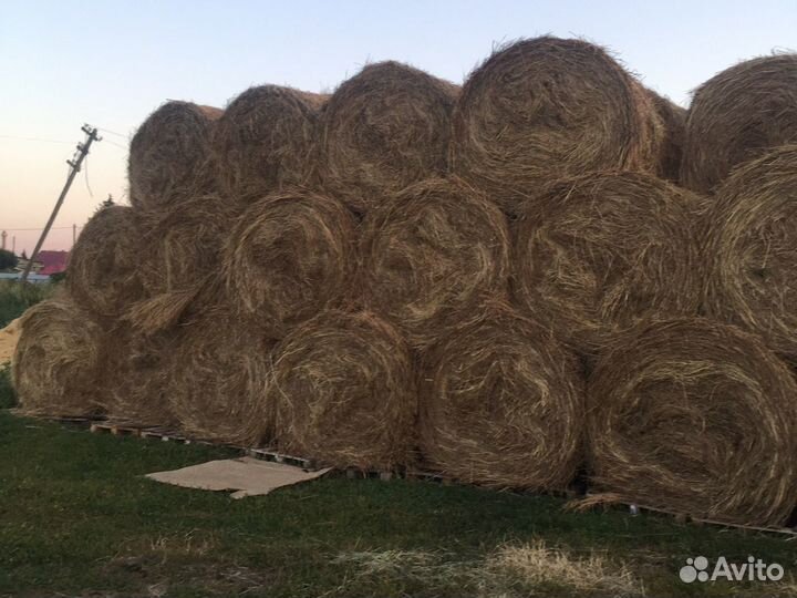 Продам сено в рулонах
