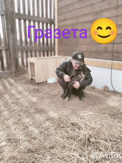 Отдам в добрые руки с будкой и чашками
