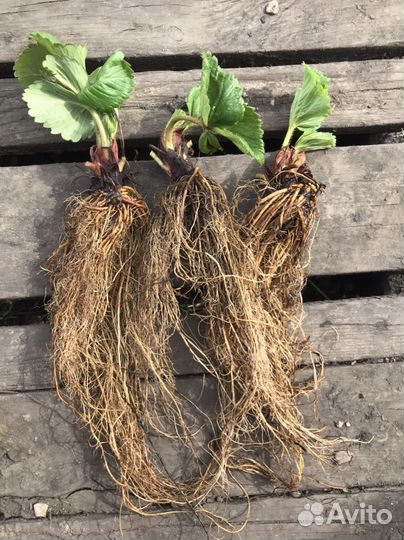 Рассада клубники азия