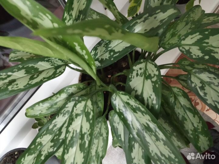 Традисканции