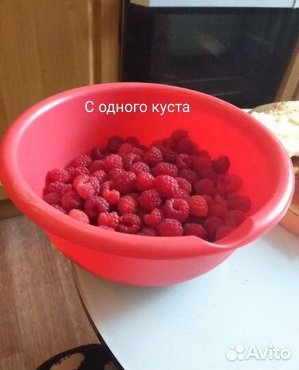 Саженцы малины