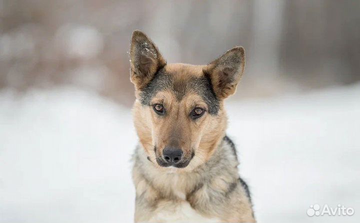 Собака в добрые руки