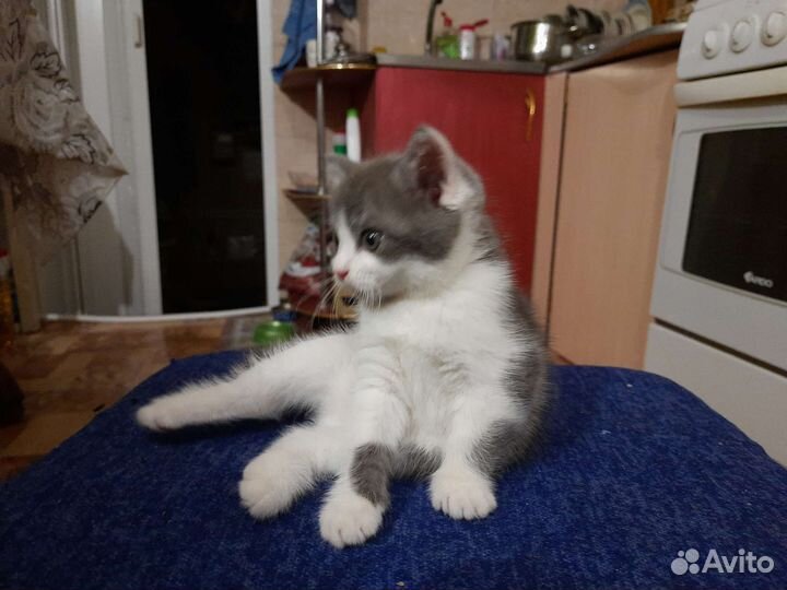 Кошечка в добрые руки