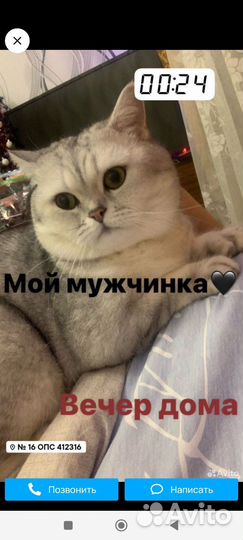 Шотландские котята
