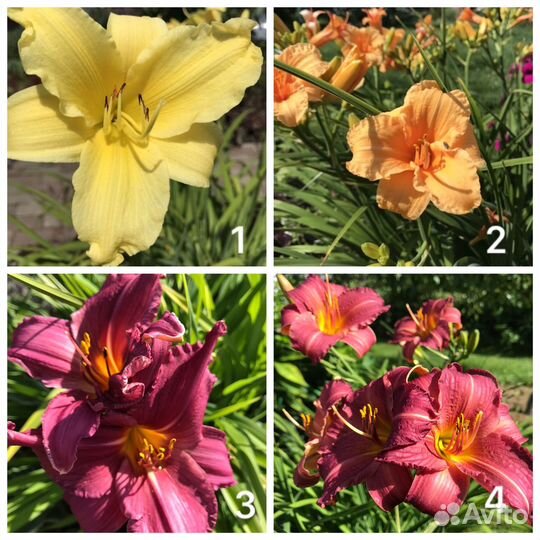 Садовые многолетние цветы