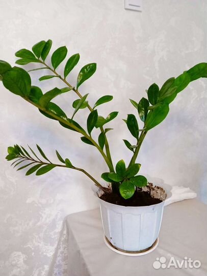 Замиокулькас