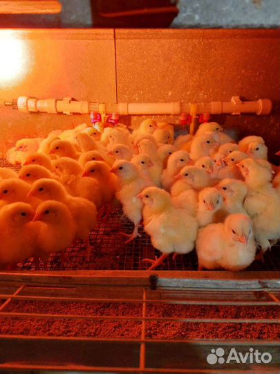Цыплята бройлеры кобб 500