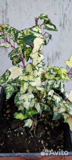 Плющи уличные