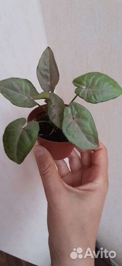 Сингониумы разные