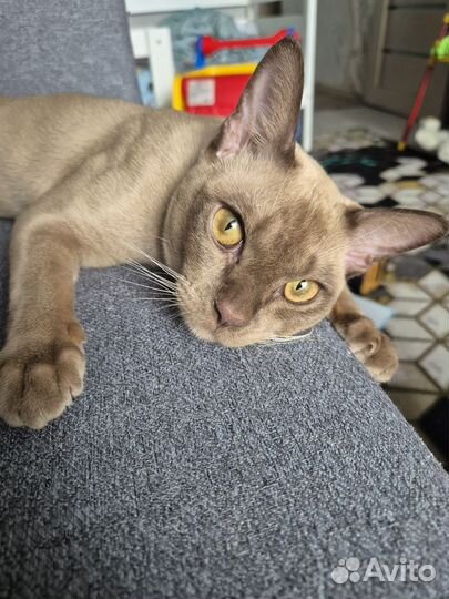 Отдам кота в добрые руки бесплатно