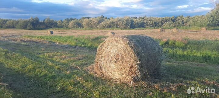 Сено в рулонах
